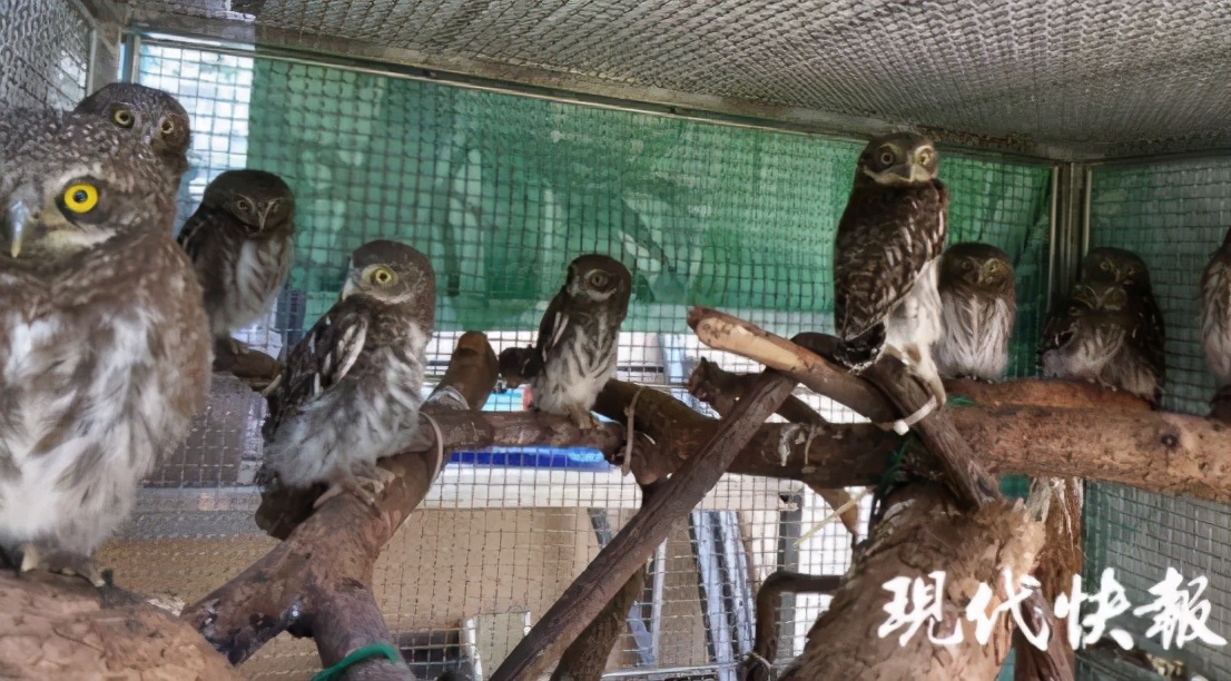 有多少南京人，获得过猫头鹰的祝福