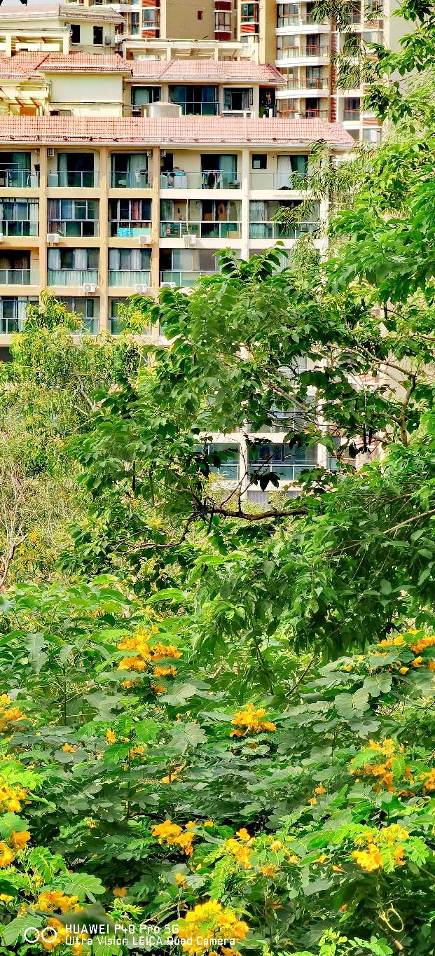 三亚地标性建筑美丽之冠大松树,三亚美丽之冠