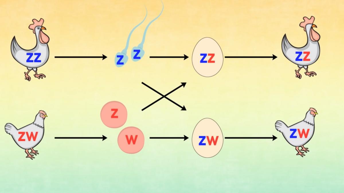 y染色体500万年后消失了吗,男性y染色体正在消失