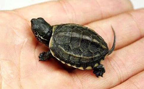 新手养什么龟比较合适,适合新手养的半水龟
