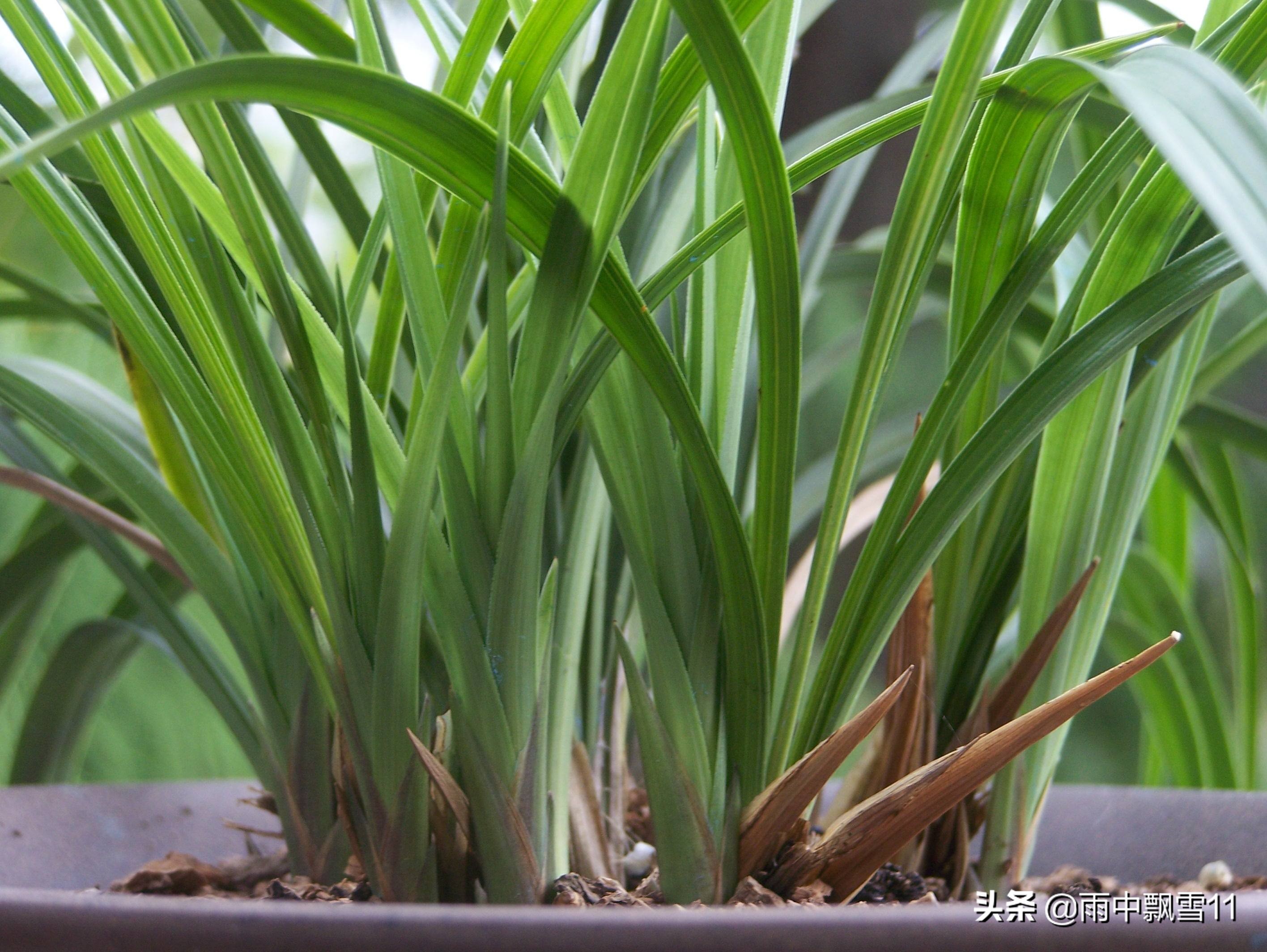 兰花如何养殖才能养得更好,关于兰花的养殖方法和技巧