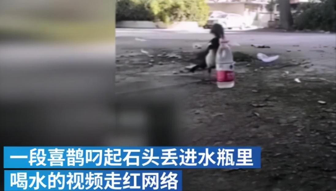 老鹰吃喜鹊被一群喜鹊欺负,老鹰为什么敢捕食毒蛇