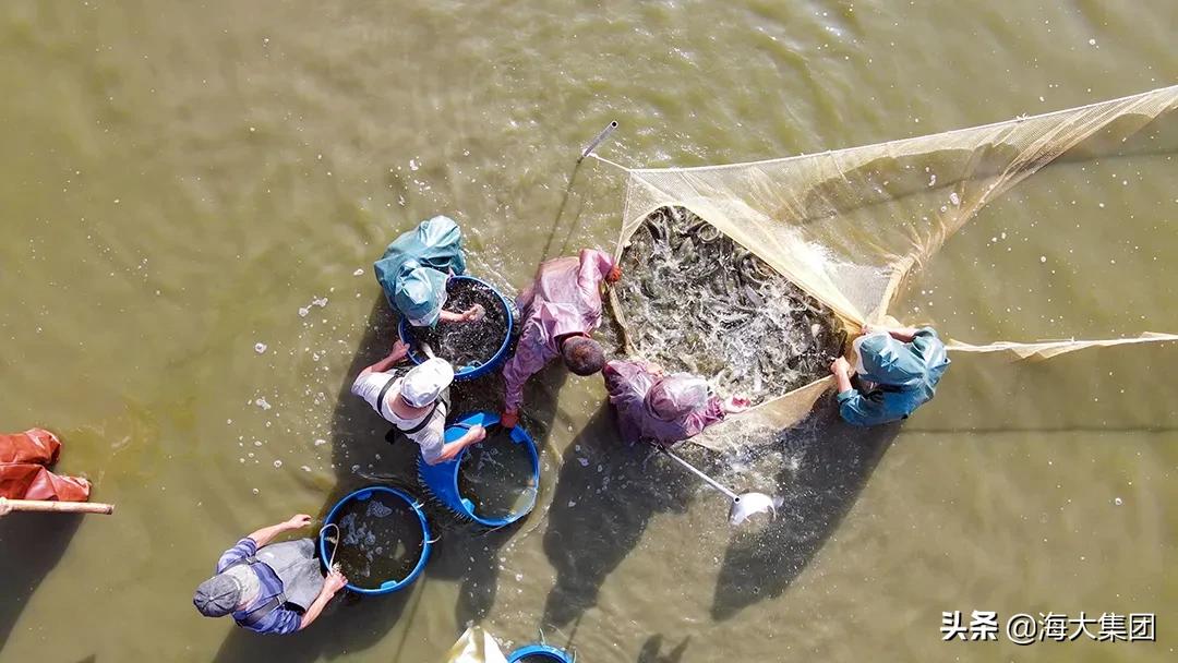 海大在湾区|农科院子弟牵手海大一同成长一同致富