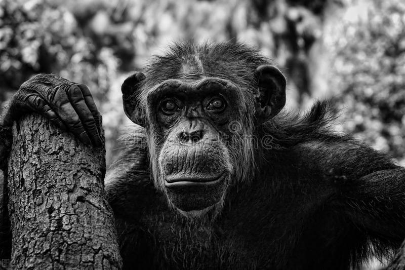 野人45.小野人“爷孩”终于帮助陈山根逃离了囚禁六年的山洞