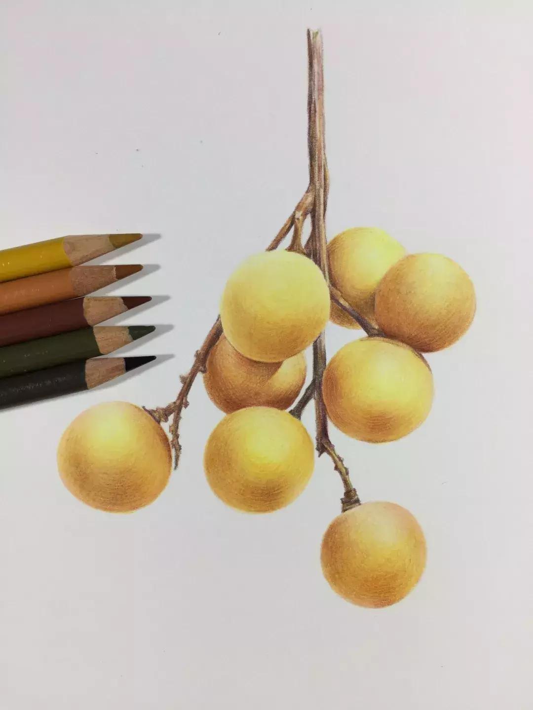 彩铅龙眼,龙眼怎么画彩铅