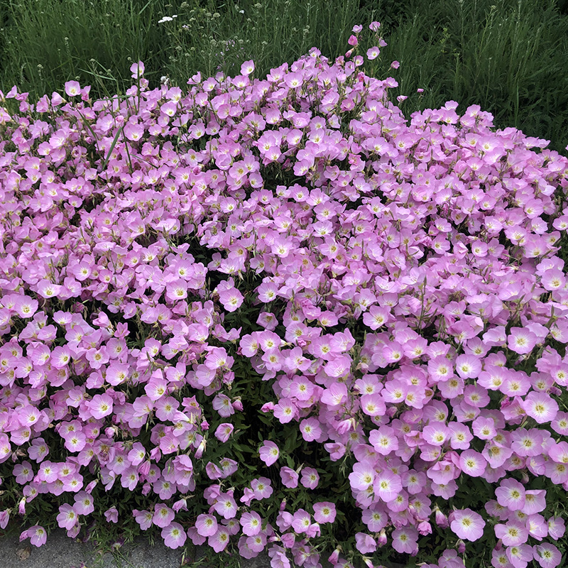 “论斤卖”的10种花卉种子，花海都种它，“靠天吃饭”就能活