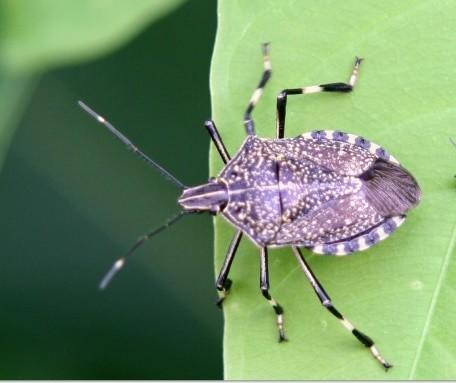 农村的虫子有毒,农村野外有什么虫子