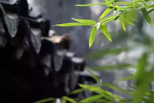 青梅时节诗词,青梅时节的诗词