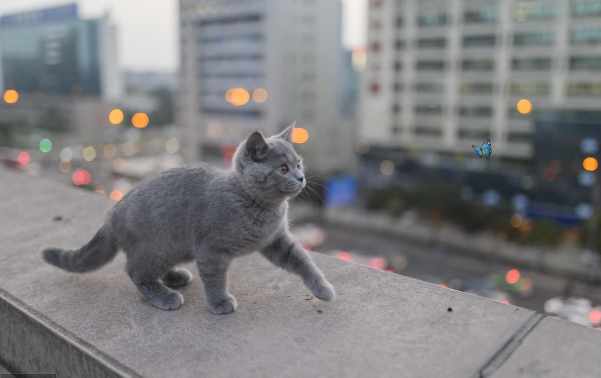 带猫去体检,带猫去检查说脑子有病