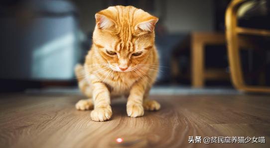 猫咪最喜欢的玩具排行榜,猫咪玩具红黑榜