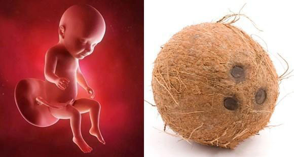 1-40周胎儿发育拍照片记录对比,一张图看懂胎儿发育