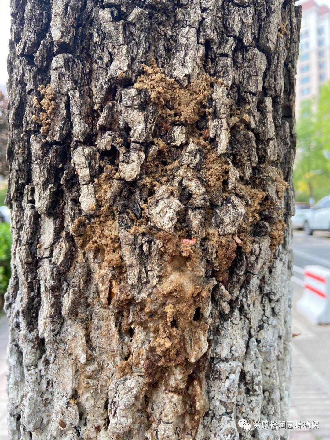 园林春季害虫的预防方法,常见园林害虫种类及主要特征