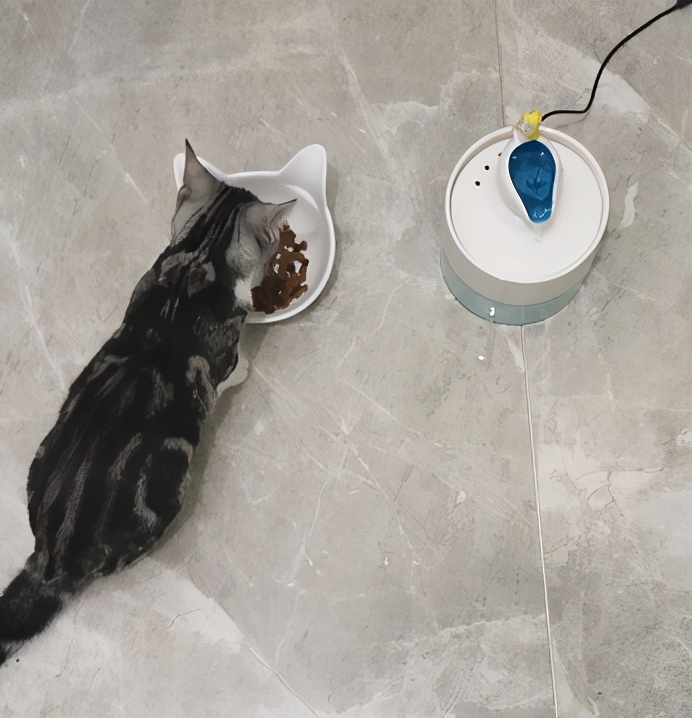 团子猫传腹治好了吗,团子的猫传腹