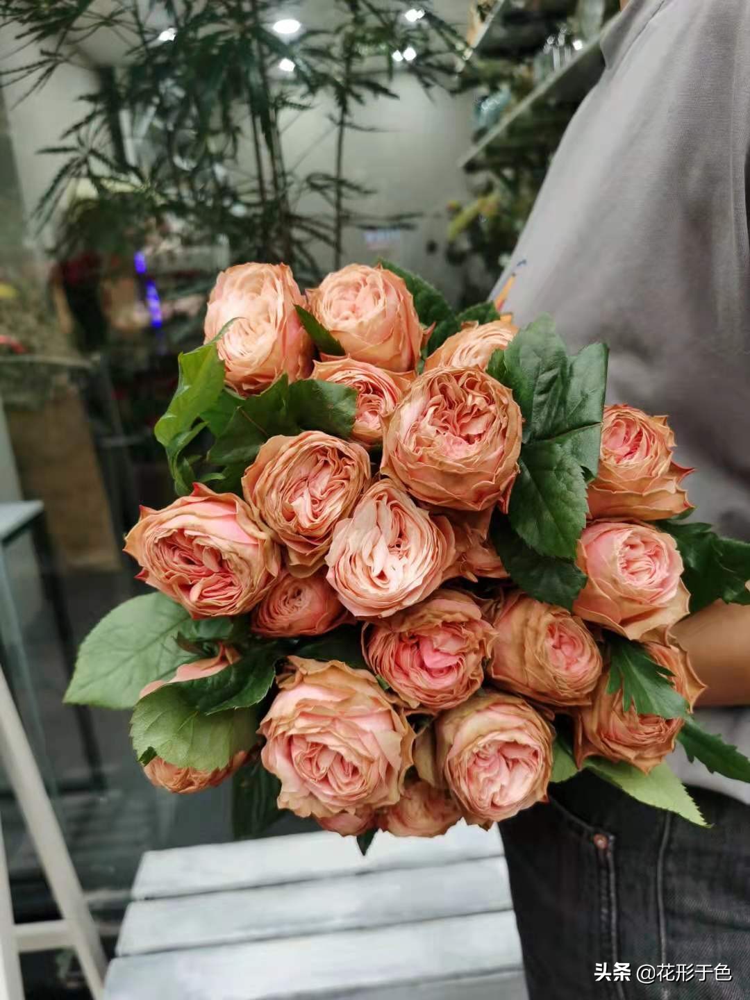 一分钟带你了解玫瑰,玫瑰花品鉴介绍