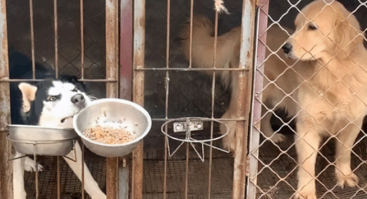 怎么养哈士奇才能让它乖一点,怎么养哈士奇不会咬人