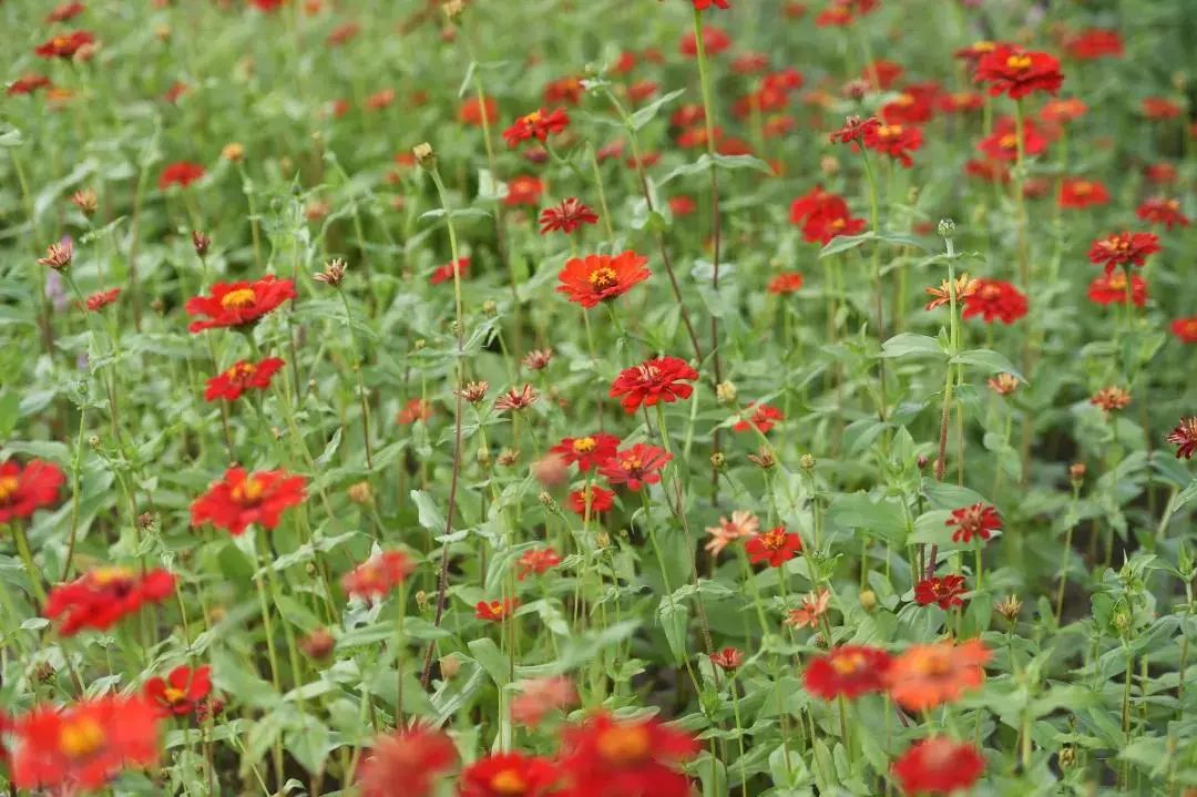 森氧之地，秋游必选！金湖万亩水上森林，真的别有趣味