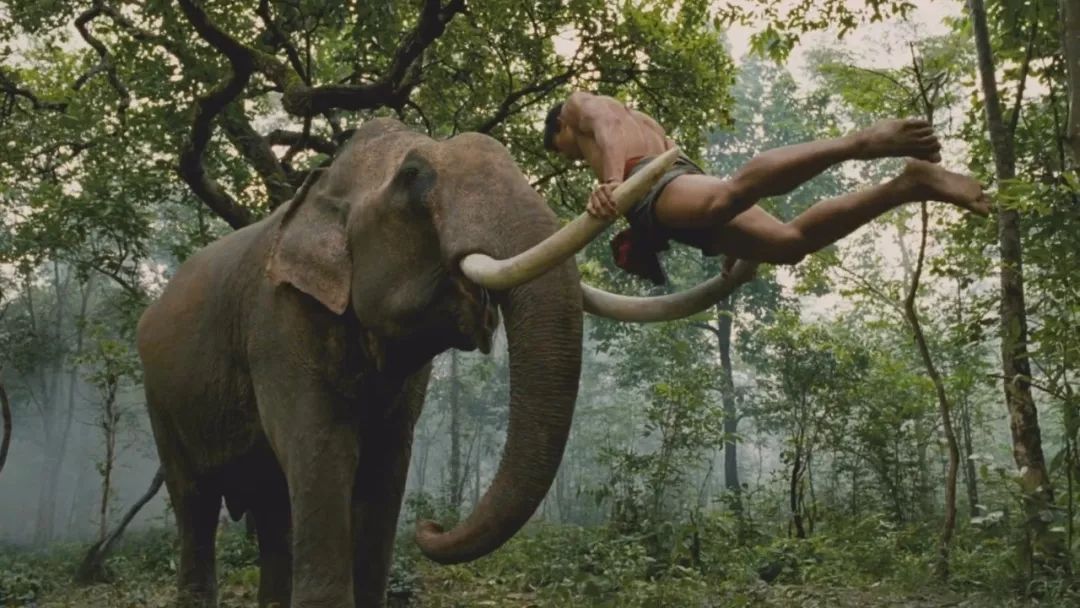 托尼贾金星初露锋芒,托尼贾金星完整视频