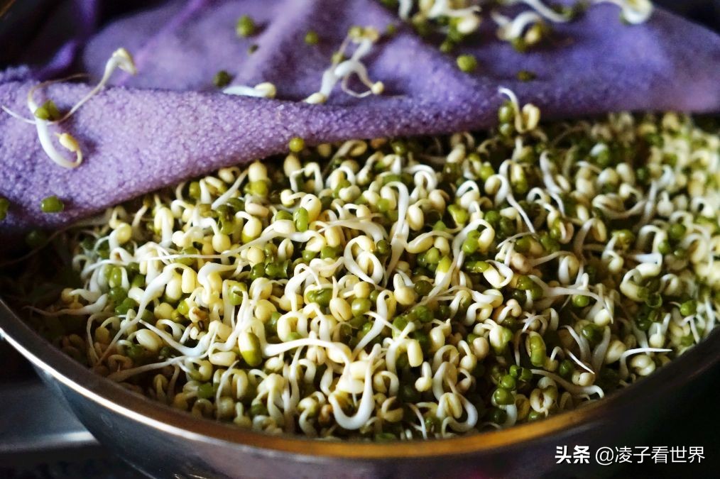 矿泉水瓶发豆芽的做法,黄豆芽怎么泡发做豆芽