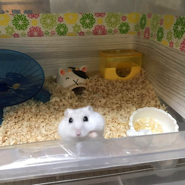 仓鼠中暑没心跳了怎么办,仓鼠怎么防中暑