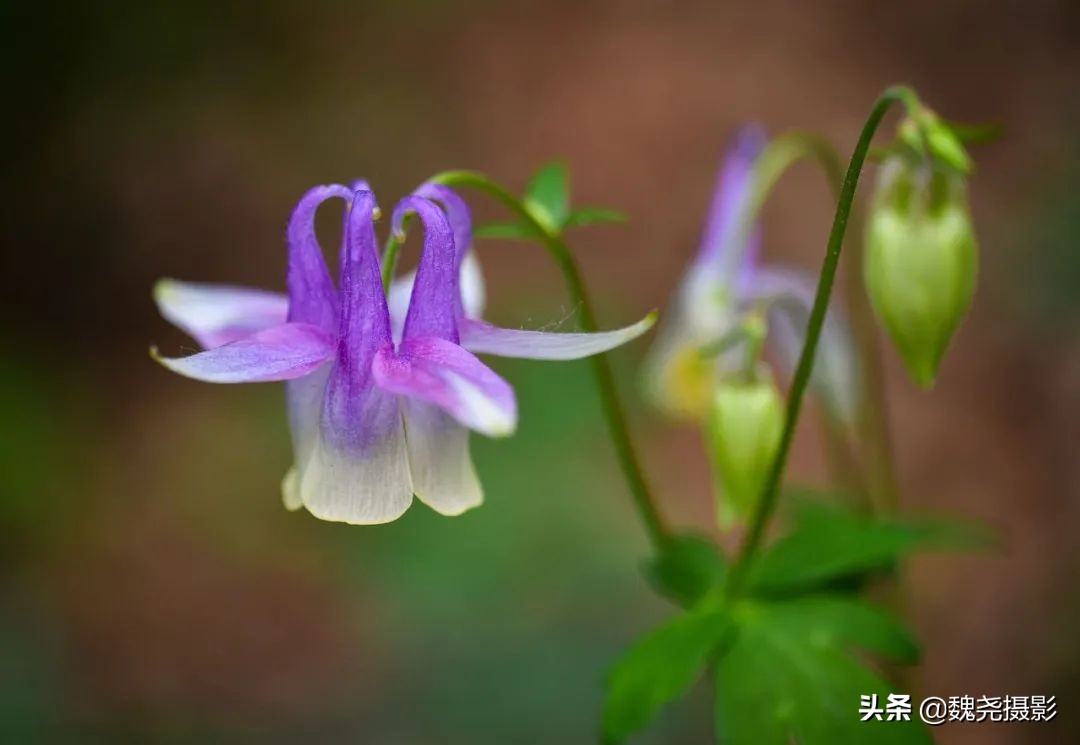 各个季节的野生兰花,北京百花山野生兰花图片