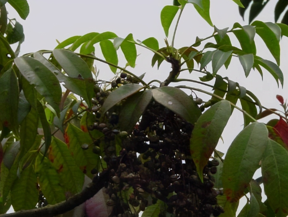 会咬人的漆树是怎样咬人的图片,漆树咬人咋预防和治疗