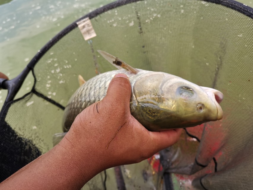 距昆明300公里的垂钓天堂,距离云南近的万峰湖野钓地点推荐