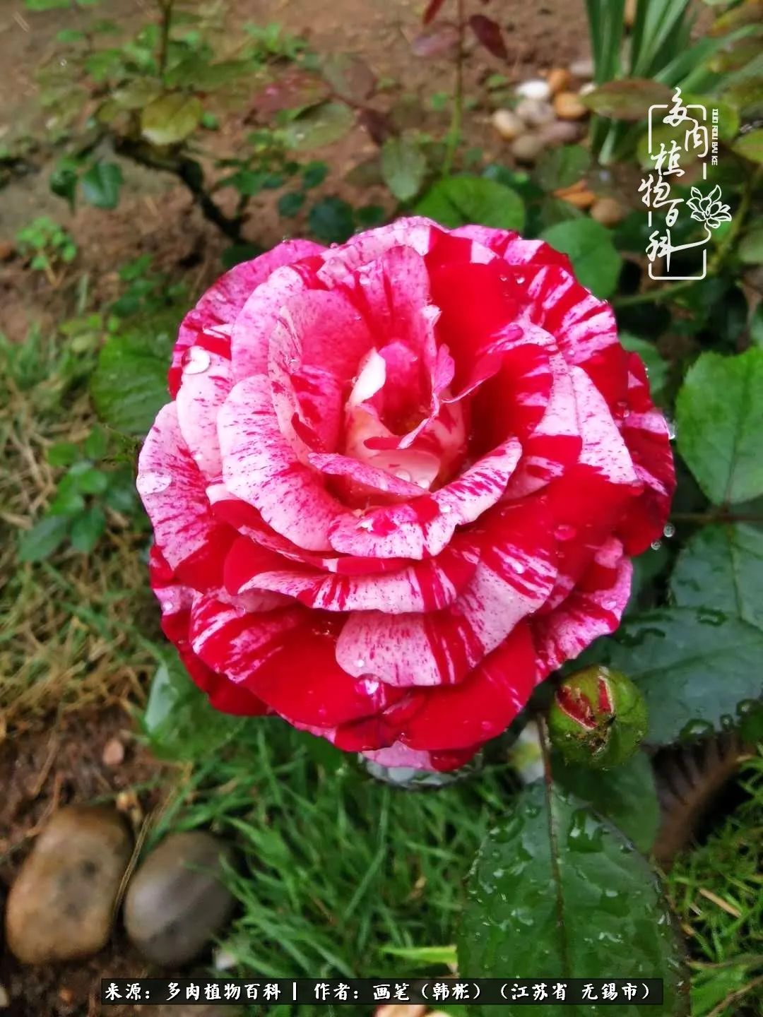 阳台多肉花园简直美翻了,适合男生养的多肉