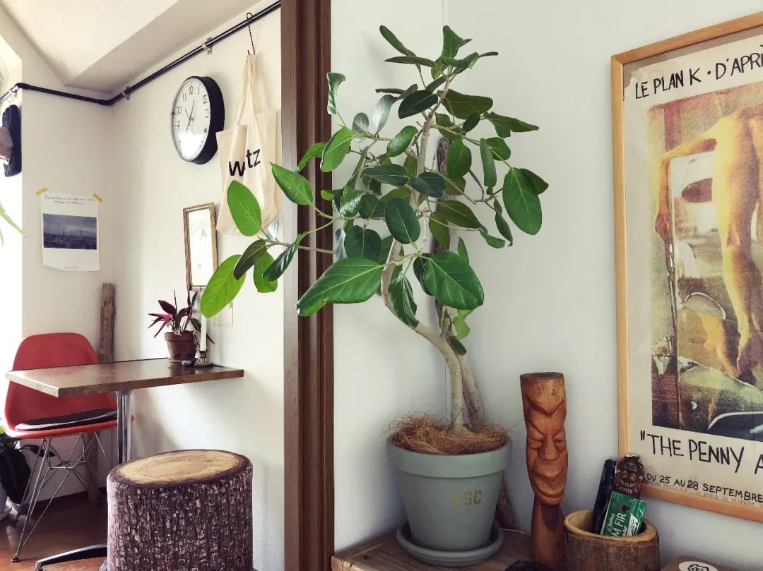 常见的榕属植物,美如画的树