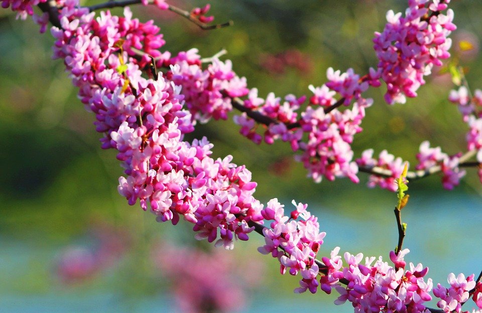 樱花植物有哪些品种,植物世界系列