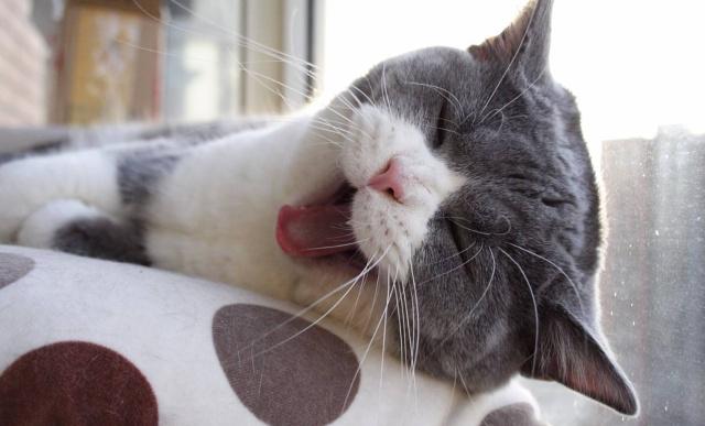 英短猫一旦出现这个6表现，离生病就不远了