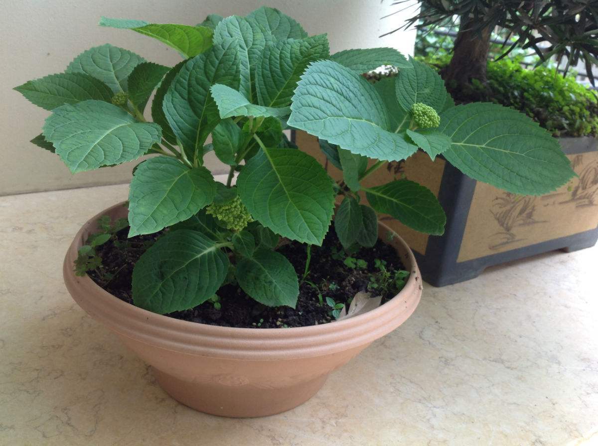 夏天养绣球鲜花,夏季修剪绣球多久浇水