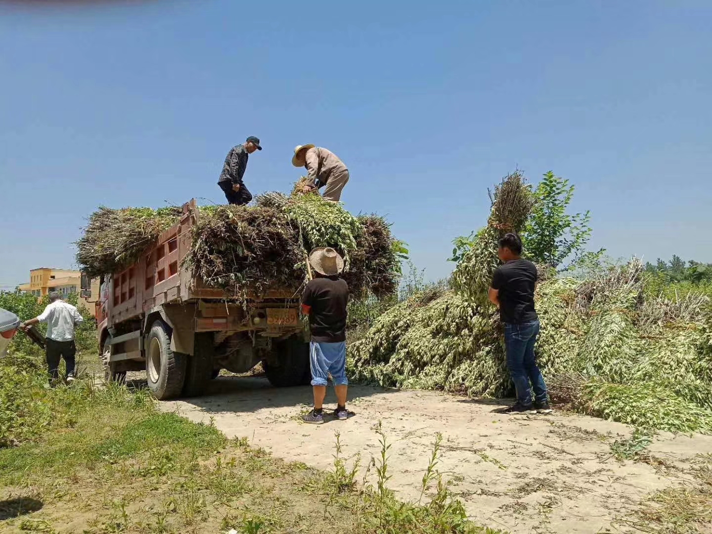 做艾灸的人那么多，你知道如何辨别艾绒的优劣吗？