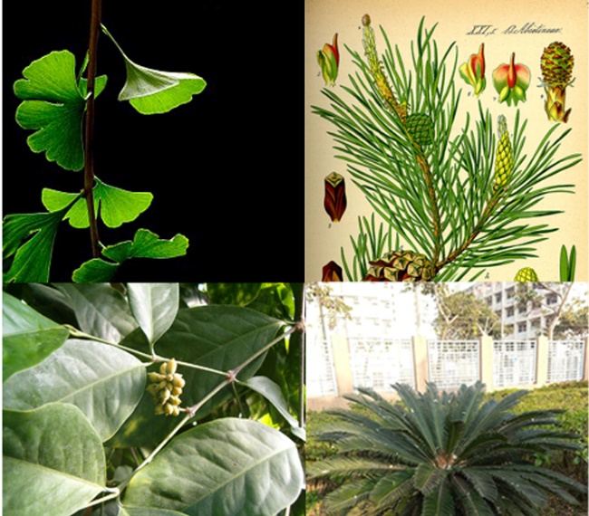 不死的银杏：我在没有你的世界生活了两亿七千万年