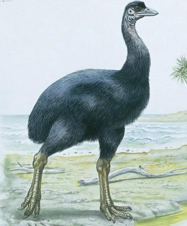 地球最大动物蓝鲸两百吨体重,地球最大的动物是什么动物