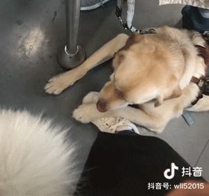 导盲犬被踩了也不敢出声怎么办,导盲犬在地铁压到脚原视频