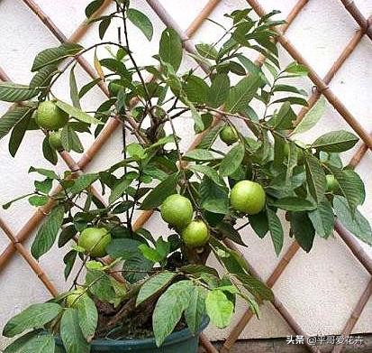 果树如何提前开花提前挂果,盆栽快速挂果的果树