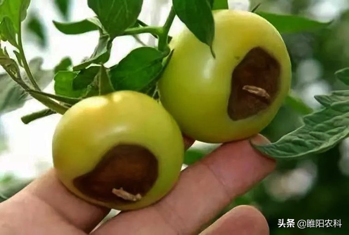 用什么钙作钙肥最好,钙肥怎么补最好最快