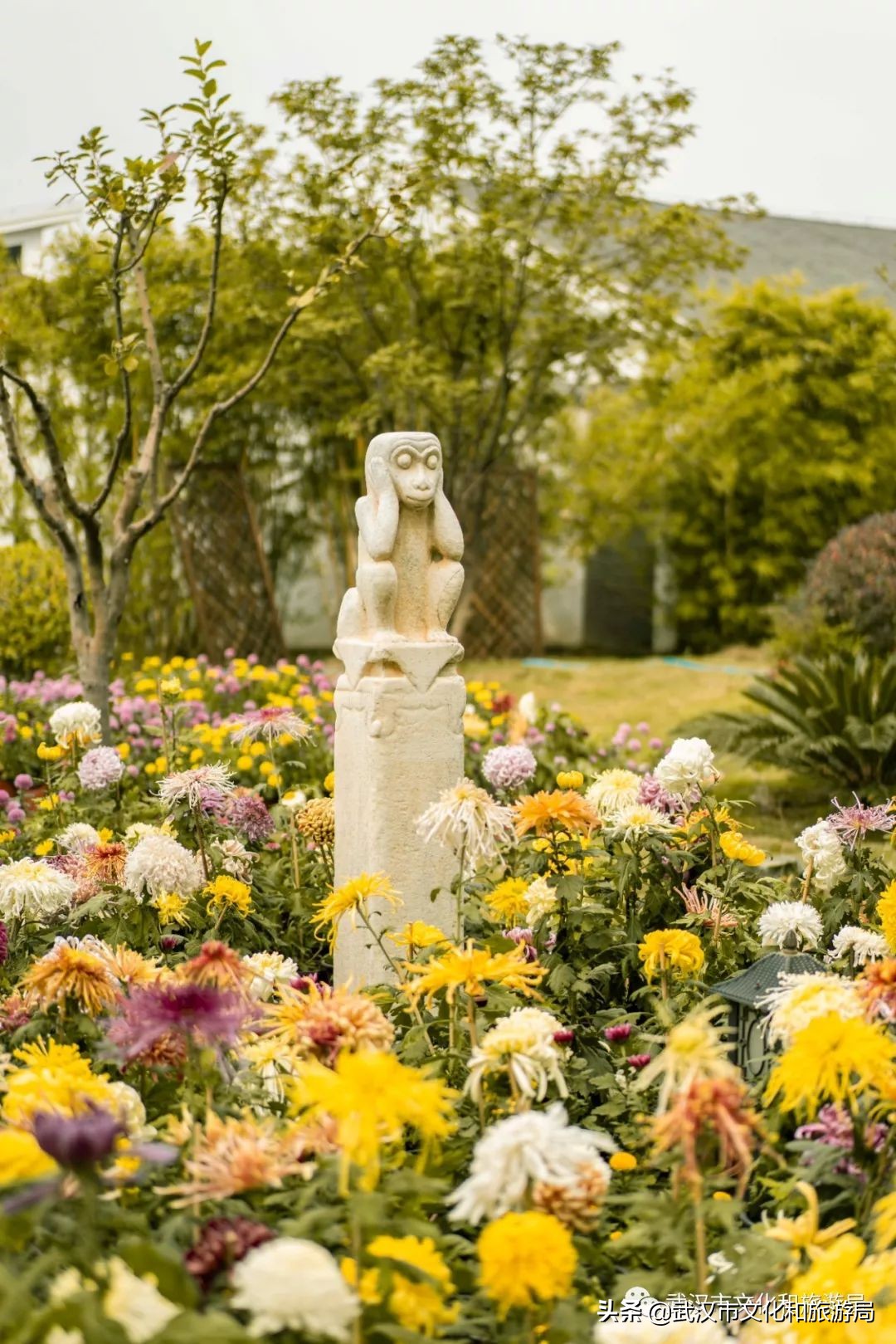 武汉菊花旅游攻略,花点时间武汉天地店