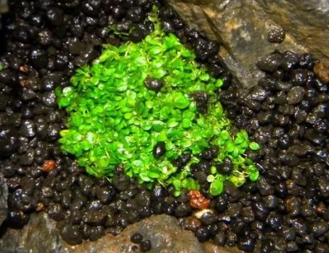 如何打造景观小缸,院子简易水景流水缸制作方法图片