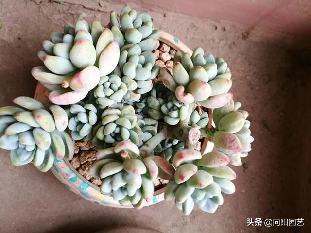 肉肉上长出来的侧芽要剪掉吗,怎么让多肉快速爆出侧芽