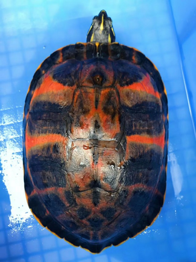 水龟白眼病怎么治最快,火焰龟白眼病治疗方法