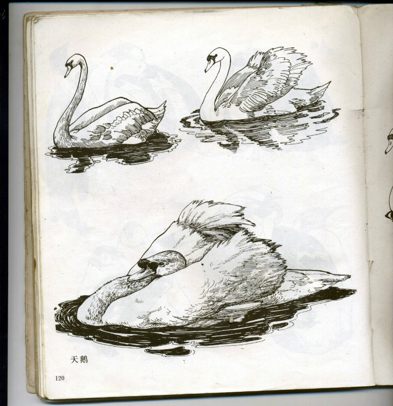 一百幅动物素描,近百幅动物画