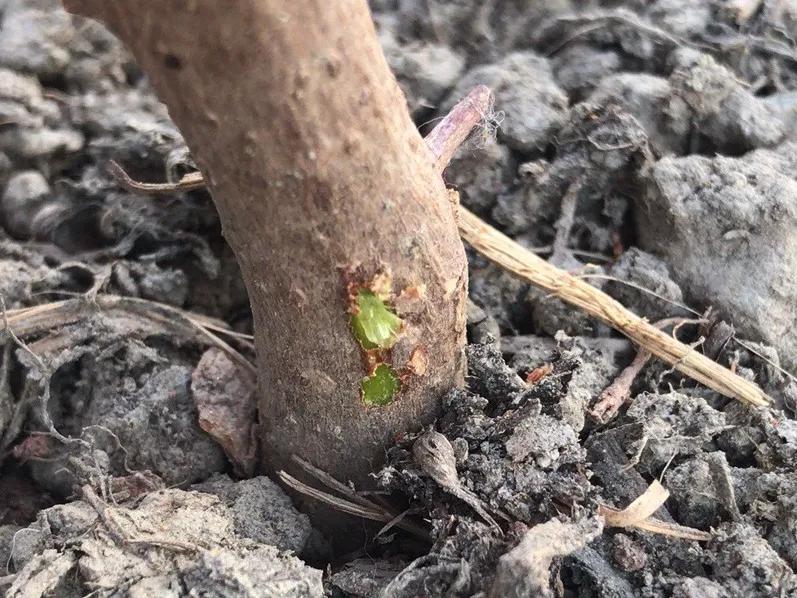 花买回来叶子蔫了怎么办,花掉花苞有什么好方法吗