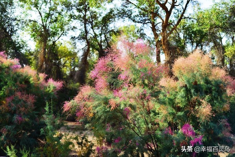 西天取经自驾游攻略,贵州出发自驾敦煌旅游攻略