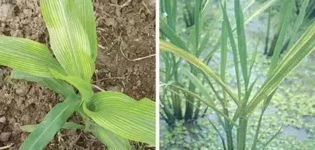 判断植物必需营养元素的标准是,植物生长必需的三种营养元素