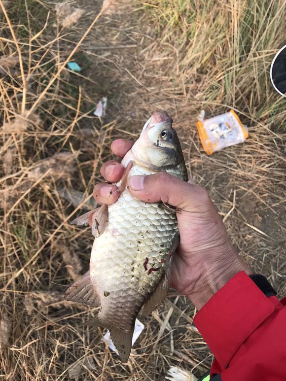 夏季小鲫鱼太多如何钓大板鲫,冬天野钓大板鲫的最佳方法