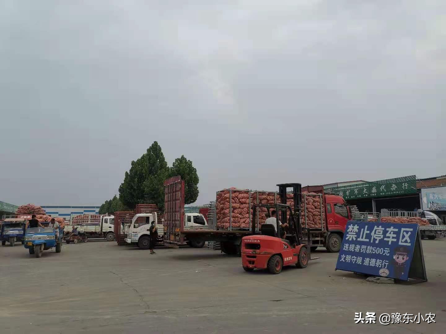 疫情过后大蒜价格预测表,新型冠状肺炎对大蒜价格有影响吗