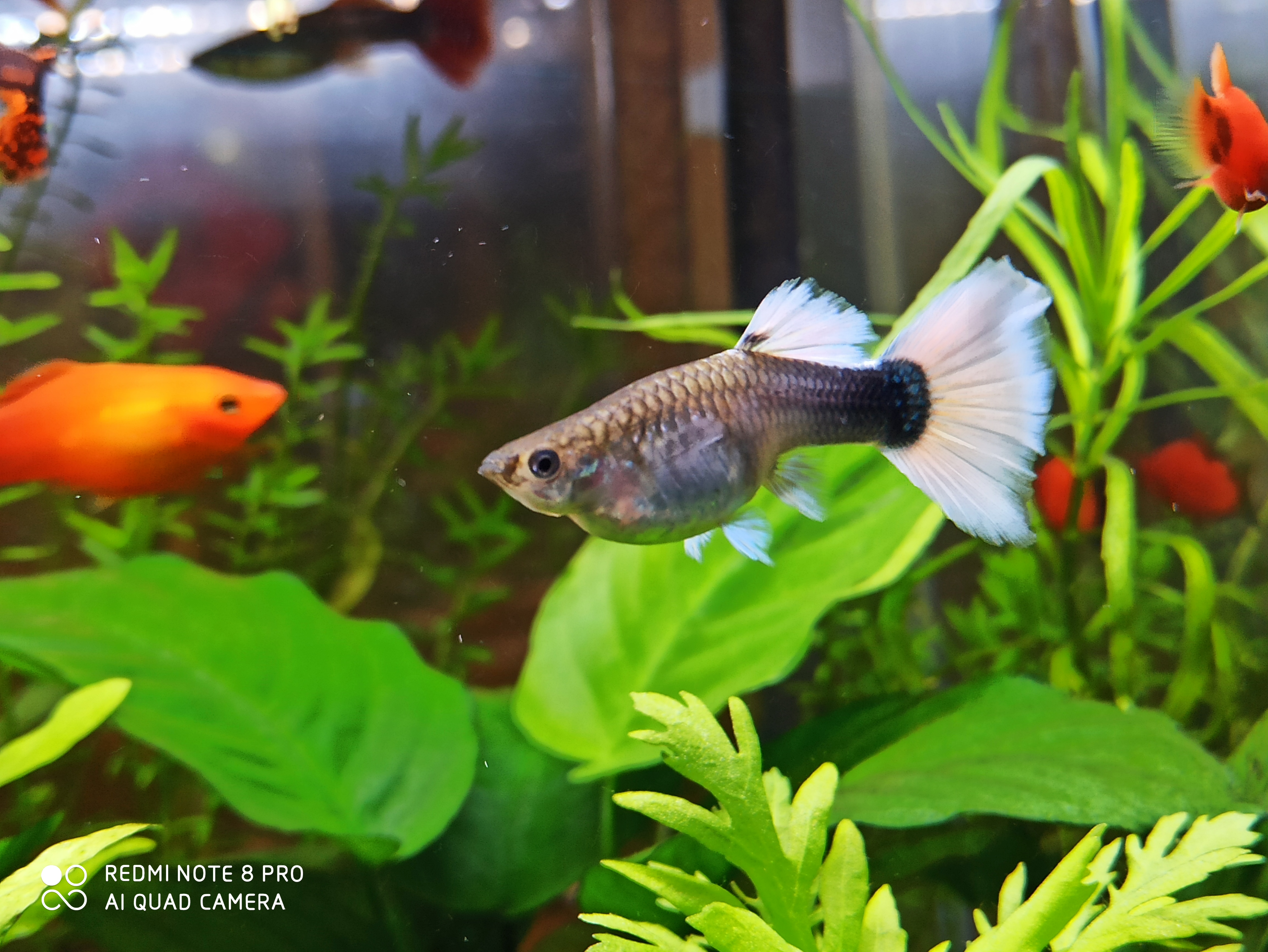 水草缸如何养虾和鱼,水草缸养好水草