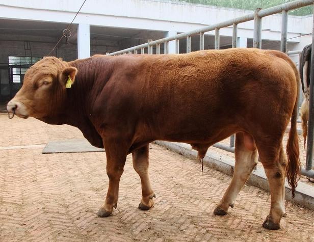 牛消瘦了怎么办,牛食欲下降的处理方法