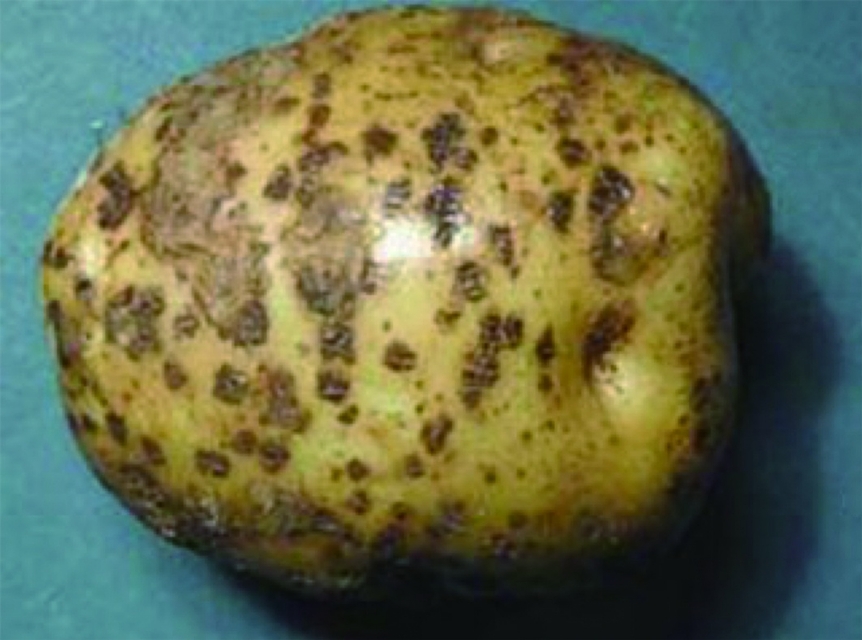 马铃薯种植面临的问题和风险,马铃薯低温种植危害